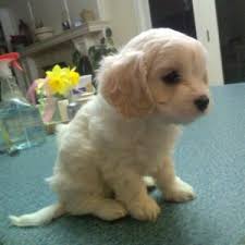 Beautiful cavapoo and cavachon puppies for sale. Cavachon Puppies For Sale Adopt Your Puppy Today Infinity Pups