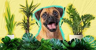 11 Indoor Plants Are Safe For Dogs