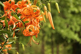 tiger lily meaning and symbolism of