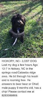 We did not find results for: Hickory Nc Lost Dog Lost My Dog A Few Hours Ago 12 7 In Hickory Nc In The Springs Roadcatawba Ridge Area He Bit Through His Leash And Is Roaming Free He Answers