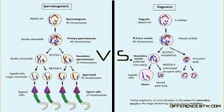 Difference Between Spermatogenesis And Oogenesis Human