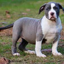 Generally, pitbull is not a type of puppy that show protective instincts. Pitbull Puppies For Sale Xxl Pitbull Breeders