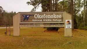 why you should visit okefenokee