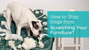 how to stop dogs from scratching your