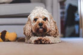 Uptown puppies has the highest quality cavapoo or cavadoodle puppies from the most ethical we breed cavapoo puppies to look cuter and less poodley than other breeders, making them instant we refuse to work with unethical breeders, period. 11 Pros And 11 Cons Of Cavapoo Puppies Breed