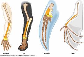 Penguin and dolphin are not closely related to each other but evolved similar traits (flippers) which represent convergent evolution. A Explain The Terms Analogous Organs And Homologous Organs With Examples B In