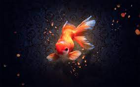 100 goldfish pictures wallpapers com