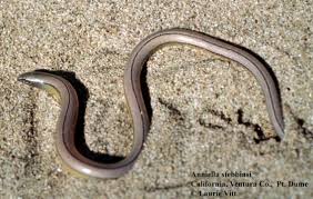 However, there are some critical differences between legless lizards and. Anniella Stebbinsi The Reptile Database