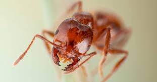 fire ant bites treatment symptoms