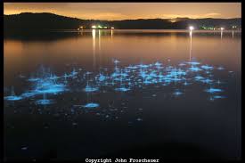 Bioluminescence In Hood Canal Washington John Froschauer