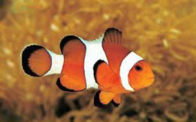 Clownfish voice changer is an application for changing your voice. Clownfish Voice Changer