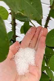 epsom salt for plants good or bad