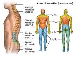 Acute Spinal Cord Injury Johns Hopkins Medicine