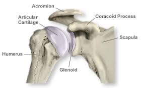 The shoulder joint (glenohumeral joint) is a ball and socket joint between the scapula and the humerus. Anatomy Of The Shoulder Southern California Orthopedic Institute
