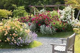 The Wonderful Rose Manoj Malde Garden