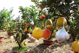 A fleshy fruit with thin skin and a central stone containing the seed, e.g., a plum, cherry, almond, or olive. Farmer Earn Millions From 10 Types Of Fruit From One Tree Dtinews Dan Tri International The News Gateway Of Vietnam