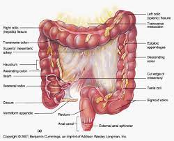 The primary functions of the large intestine (colon) are to store food residues and to absorb water. Large Intestine Diagram Digestive System Anatomy Intestines Anatomy Physiology