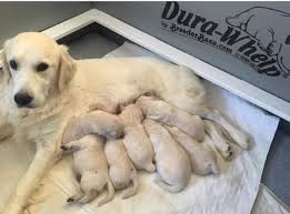 However when considering labrador retriever vs golden retriever puppies, you can search for older golden retriever parents, and find a breeder what about once the labrador retriever vs golden retriever puppy decision is made? Puppies