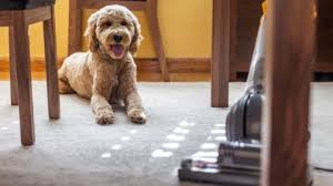 baking soda carpet cleaner safe for pets