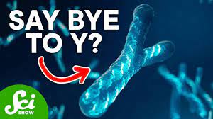why y chromosomes might disappear you