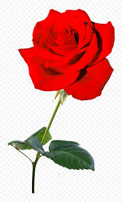 free red real rose flower png citypng