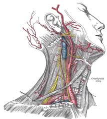 It's hard to underestimate the importance of the spine in your overall anatomy. Head And Neck Anatomy Wikipedia