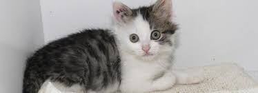 Annonce chaton de france dans notre site d'annonces en ligne. Adoption Chaton Animaux A Adopter Avec La Spa