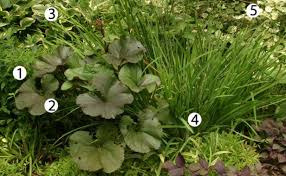 10 Combinations For Shade Finegardening