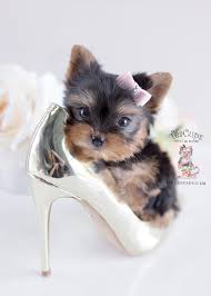 Yorkshire terriers were already popular dogs at their standard small size, and the teacup variety is a favorite, too. Teacup Puppy Breeds For Sale Teacup Puppies Boutique