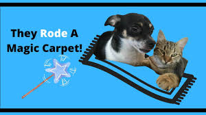 magic carpet ride cat dog friends