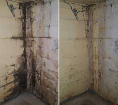 Mold Remediation Water Tight Basement