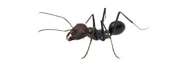 little black ants control how to get