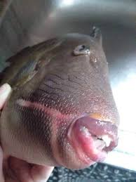 viral photos of a fish with lips and teeth