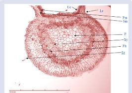 transverse section of the leaf lamina