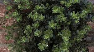 emerald carpet manzanita california