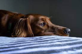 These procedures can also help reduce a pet's risk for some medical conditions, behavioral problems, and even certain emergencies. Is It Normal For Dogs To Whine After Being Spayed Careanimalhospital