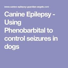 Canine Epilepsy Using Phenobarbital To Control Seizures In