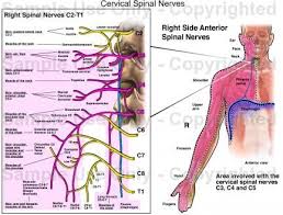 Cervical Spinal Nerves Chart Cervical Spinal Nerves