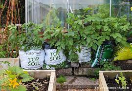 Container Vegetable Gardening