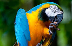 what-are-parrot-feet-called