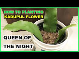 planting kadupul white flower queen