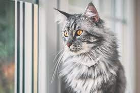 maine cat breed characteristics