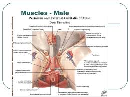 These muscles move the thigh toward the body's midline. Anatomy Of Pelvis Perineum