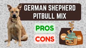 german shepherd pitbull mix pro s
