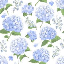 Vector Seamless Pattern With Blue Hydrangea Flowers On White