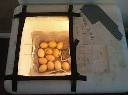 build a homemade en egg incubator