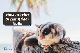 how to trim sugar glider nails safely
