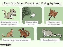 Vickie reed on march 28, 2020: 13 Interesting Facts About Flying Squirrels