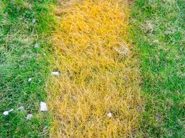 yellowing gr and yellow lawn