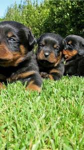 rottweiler dog cute puppies wallpaper